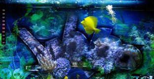 Analog Aquarium - cover debut album